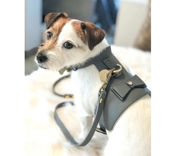 Full Bloom - Dog Harness  - Small