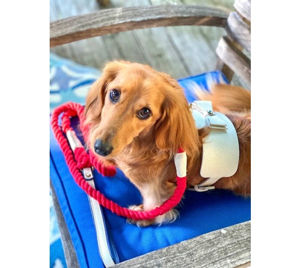 Hot Marine - Dog Harness  - XS