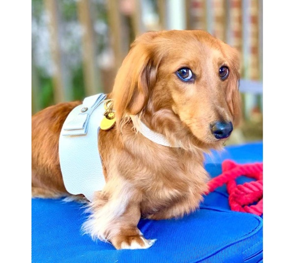 Hot Marine - Dog Harness  - Medium