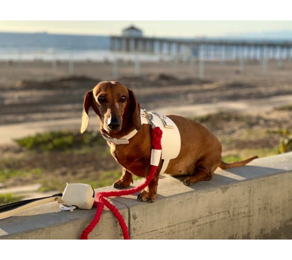 Hot Marine - Dog Harness  - Medium