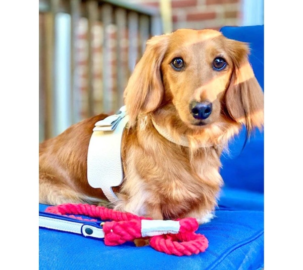 Hot Marine - Dog Harness  - Small