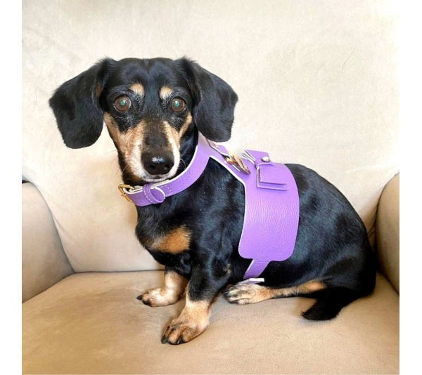 Lavish Lavender - Dog Harness  - XS
