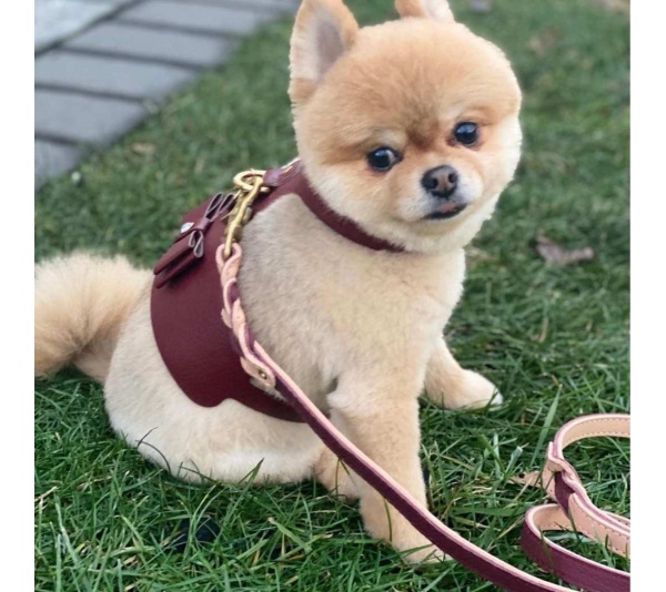 Luscious Bow - Dog Harness  - XS