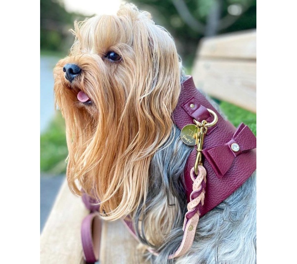 Luscious Bow - Dog Harness  - Small