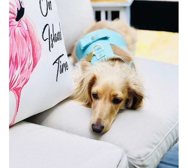 Sunshine Babe - Dog Harness  - XS