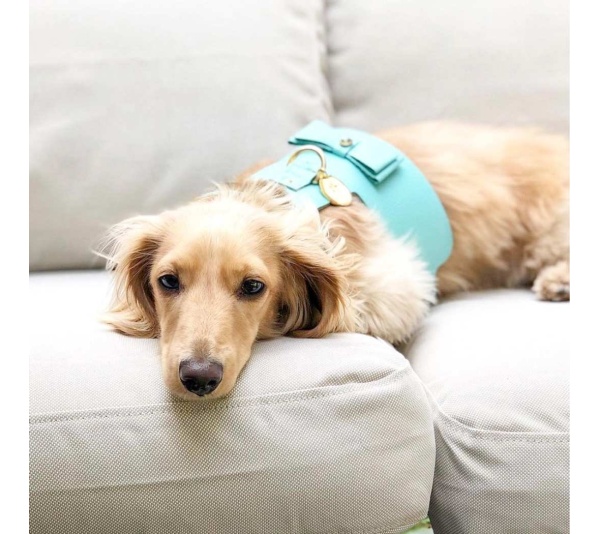 Sunshine Babe - Dog Harness  - Small