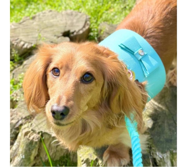 Sunshine Babe - Dog Harness  - Small