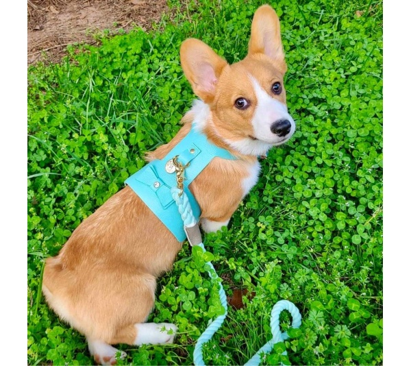 Sunshine Babe - Dog Harness  - XS