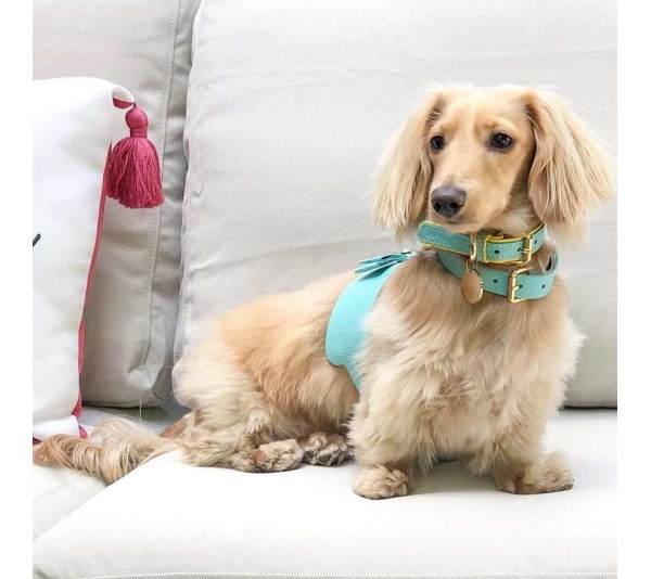 Sunshine Babe - Dog Harness  - Medium