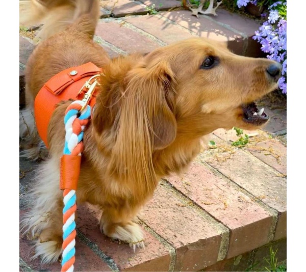 Vibrant Sunset - Dog Harness  - XS