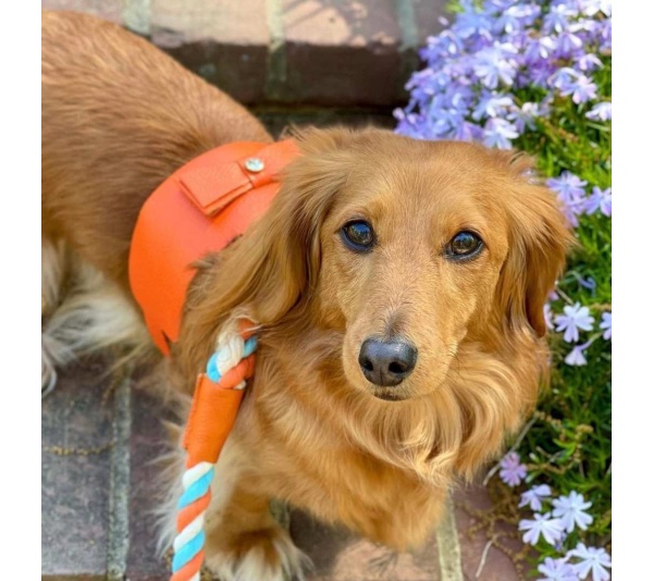 Vibrant Sunset - Dog Harness  - Medium