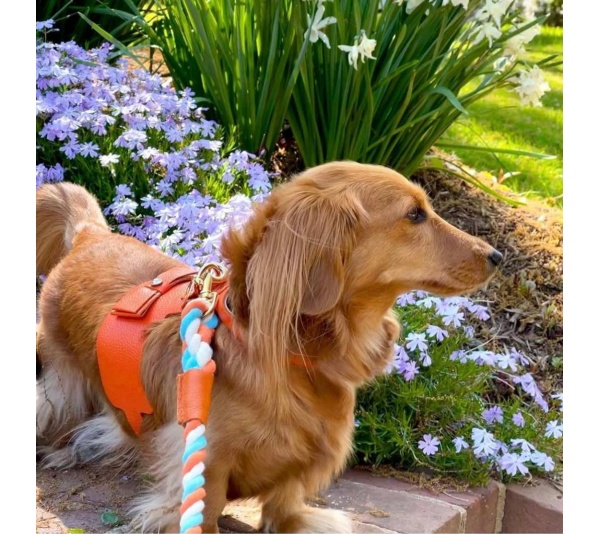 Vibrant Sunset - Dog Harness  - Small