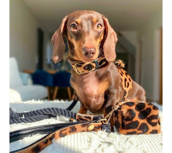 Wildest One - Dog Harness  - XS