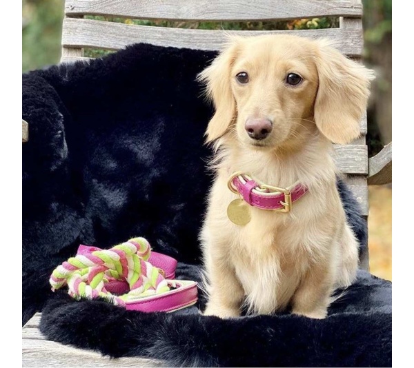 Candy Swirl - Dog Leash