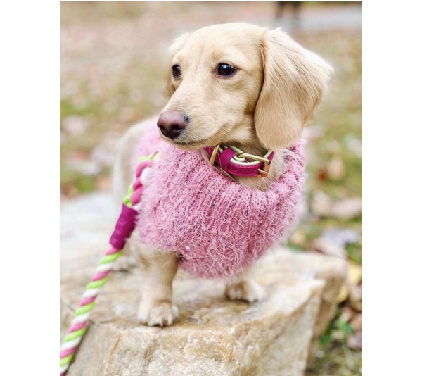 Candy Swirl - Dog Leash