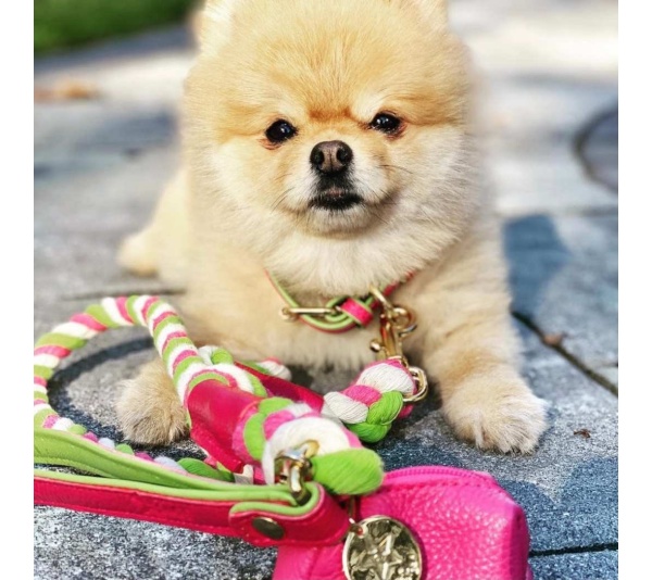 Candy Swirl - Dog Leash