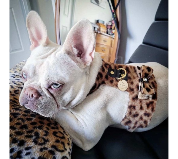 Wildest One - Dog Harness  - Medium