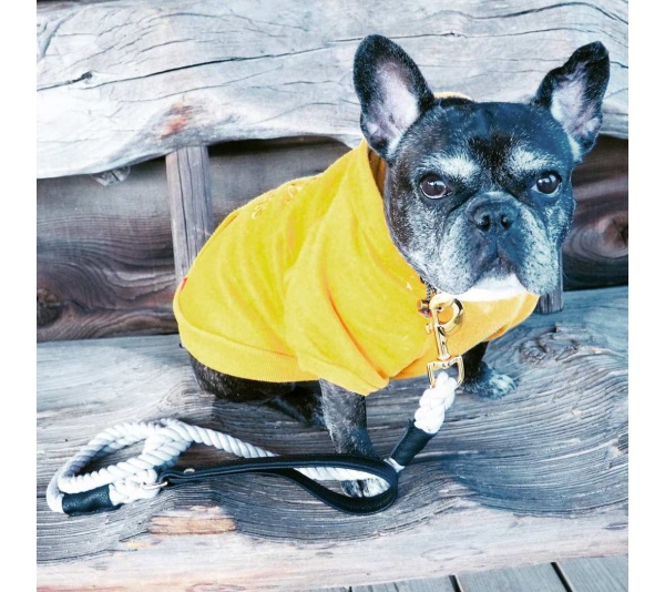 Dark Night - Dog Leash