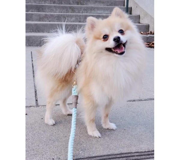 Desert Mint - Dog Leash