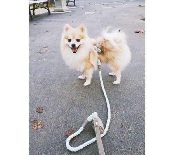 Desert Mint - Dog Leash