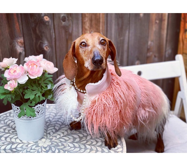 Bella Rose - Mink Faux-Fur Vest - XS