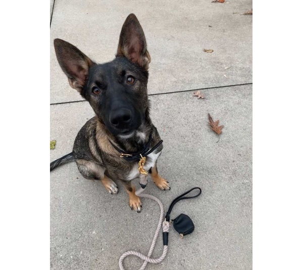 Dark Night - Waste Bag Holder