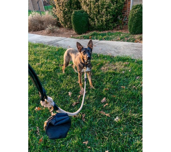 Dark Night - Waste Bag Holder