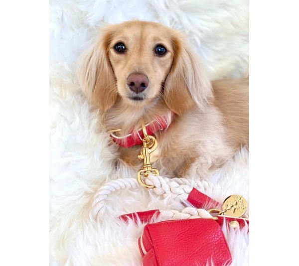 Melting Hearts - Dog Collar  - Medium