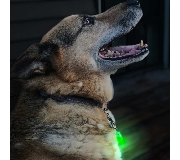 Green - Jade/Blue LED - Pet Blinkers Flashing LED Pet Safety Light  - Large Breed