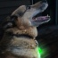 Green - Jade/Blue LED - Pet Blinkers Flashing LED Pet Safety Light  - Large Breed