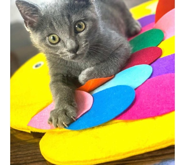 Fish - Snuffle Mat Puzzle Pad