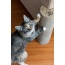 Kitty Corner Cat Scratching Post (2 pieces)