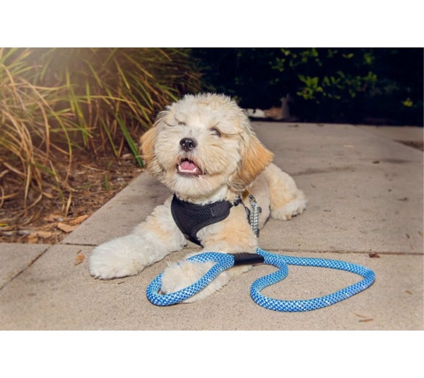 Elektric Blue - Tug Control Leash with Reflectors & Shock Absorber - Small