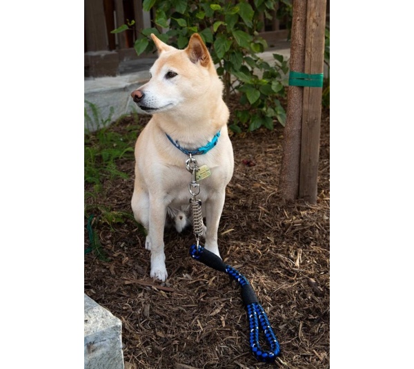 Dragonfly - Tug Control Leash with Reflectors & Shock Absorber - Large