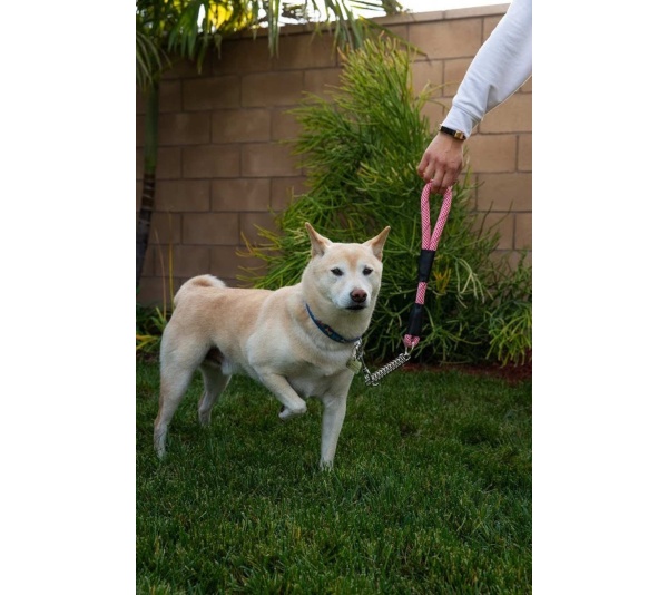 Kandy Kane - Tug Control Leash with Reflectors & Shock Absorber - XL