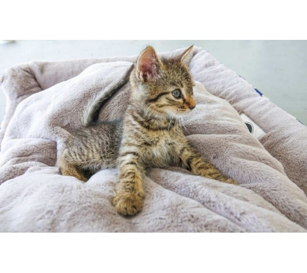 Anchors Away Pet Bed - L