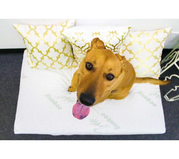 Bamboo Memory Foam Pet Bed - Large/XL