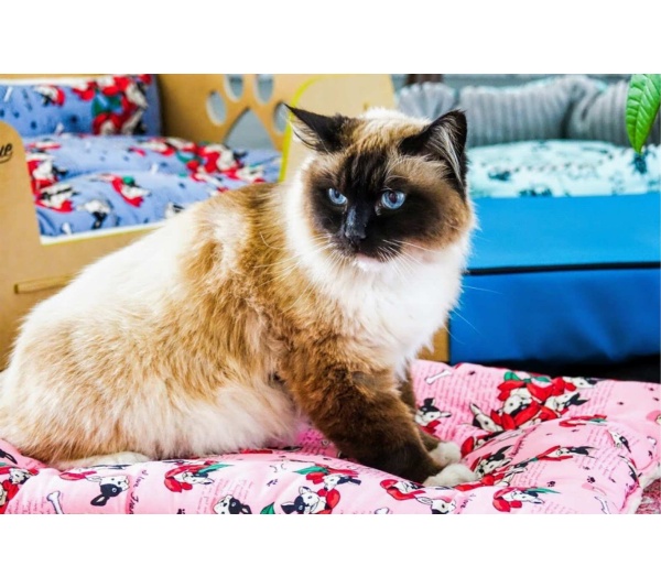 Frenchies in Pink - Comfy Mat Pet Bed