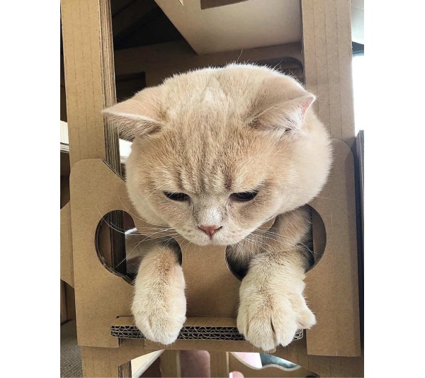 Feline Chateau Cat House