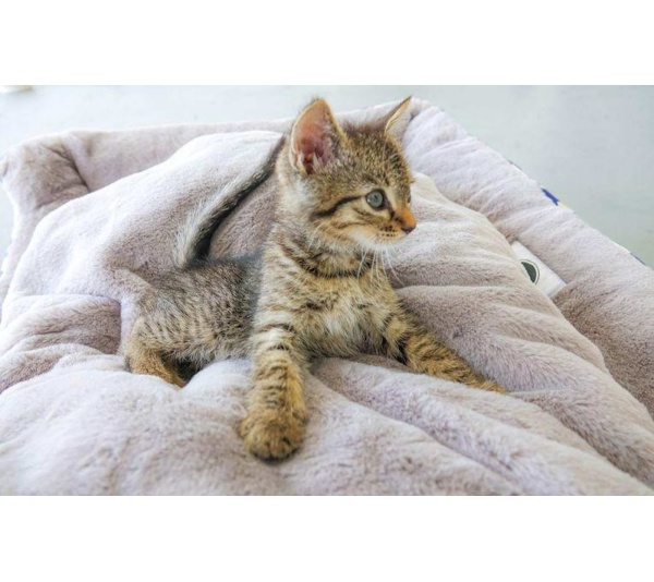 Golden Waves Reversible Pet Bed - SMALL