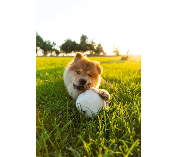 Cute Chunky Elephant Pet Toy