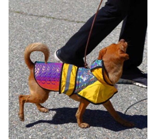 Yellow - Birds of Prey Away Jacket - Small