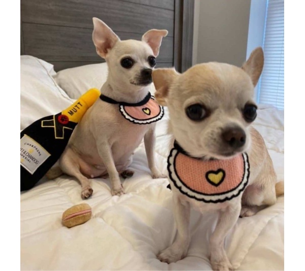 Pink - Love Bibs for Pets -