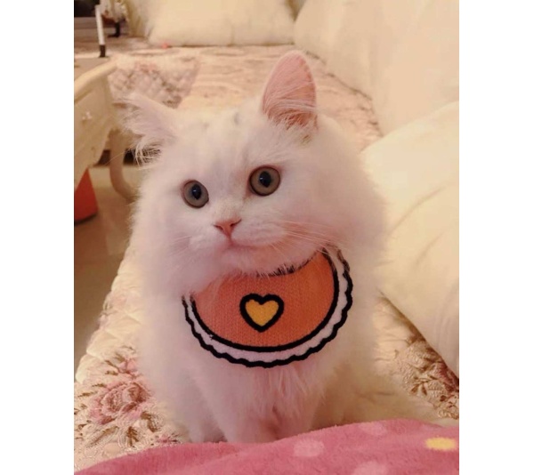 Pink - Love Bibs for Pets -