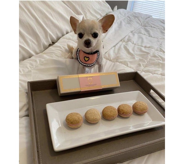 Pink - Love Bibs for Pets -