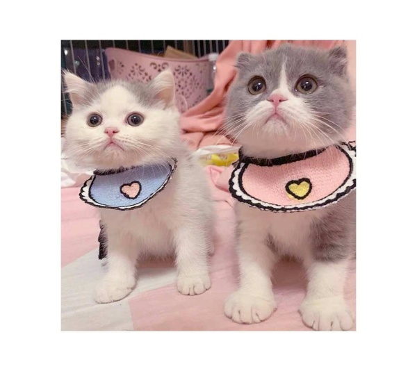 Pink - Love Bibs for Pets -