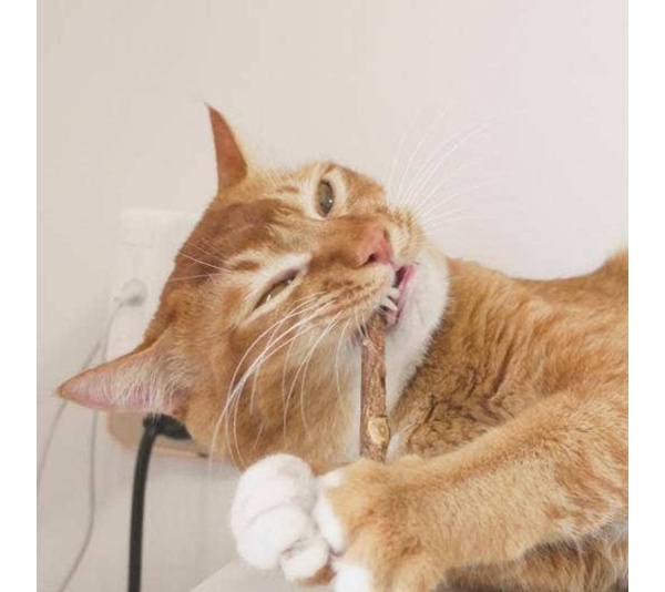 Matatabi Dental Sticks -  Small