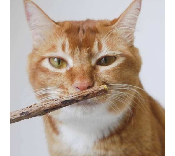 Matatabi Dental Sticks -  Small