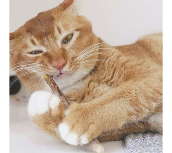 Matatabi Dental Sticks -  Small