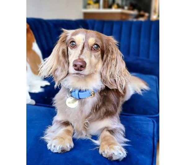 Ocean Vibes - Dog Collar  - XL